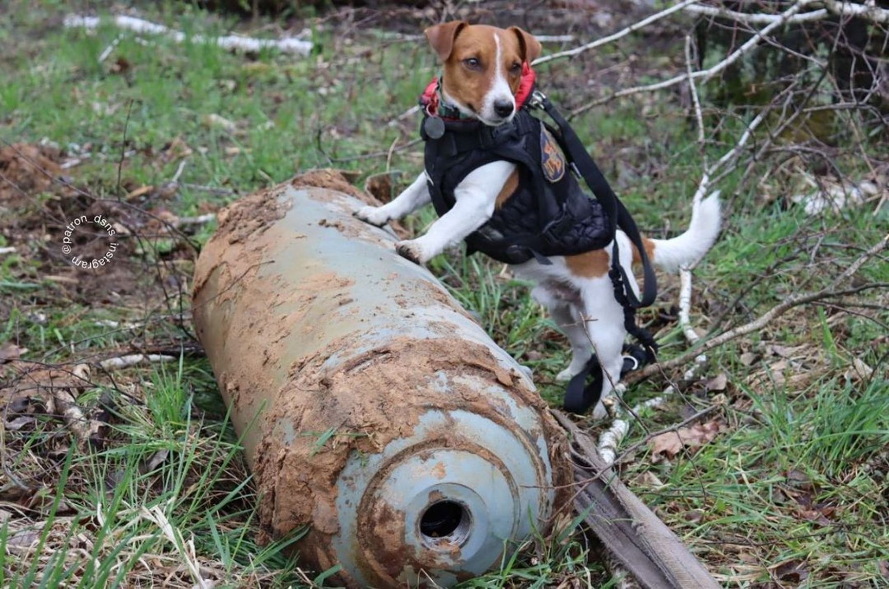 Patron the Dog at work